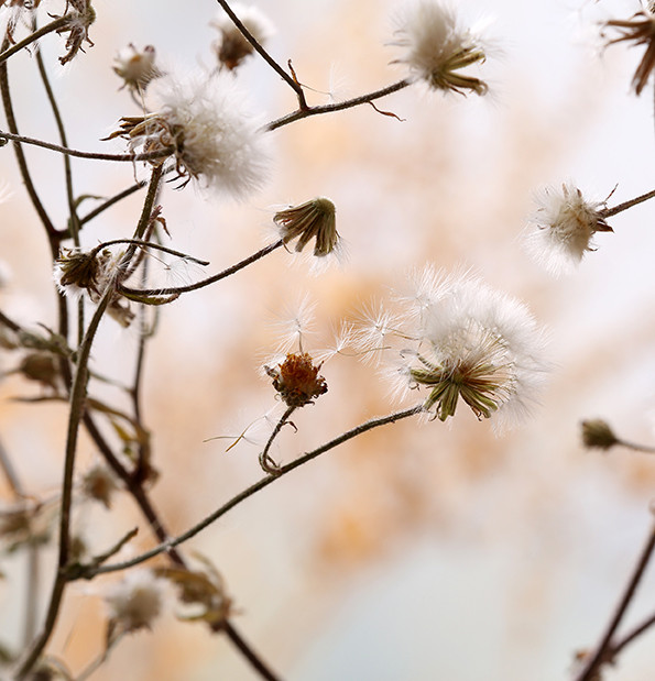 lr-tegeltje-20cm-wildebloemen-dried-wildflowers-light-background.jpg