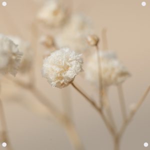 lr30-cm-mini-poster-dried-gypsophila-flowers-macro-shot.jpg